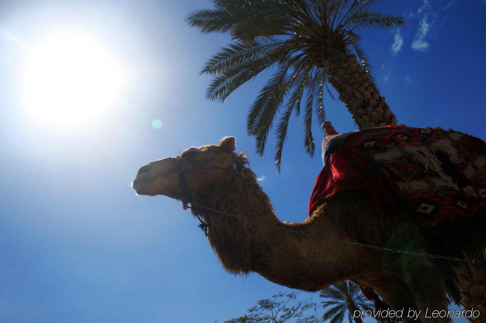 Intercontinental Dar Al Hijra Madinah, An Ihg Hotel Medina Exterior photo Camel in the Sahara